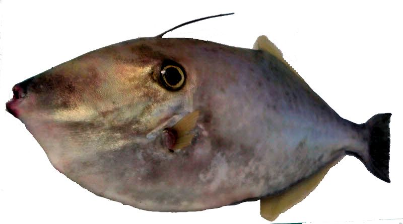 Aluterus monoceros_03.jpg